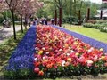 Keukenhof